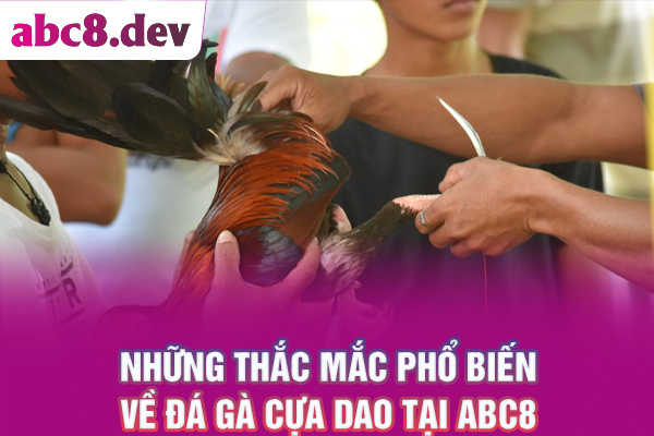 Những thắc mắc về đá gà cựa dao tại ABC8
